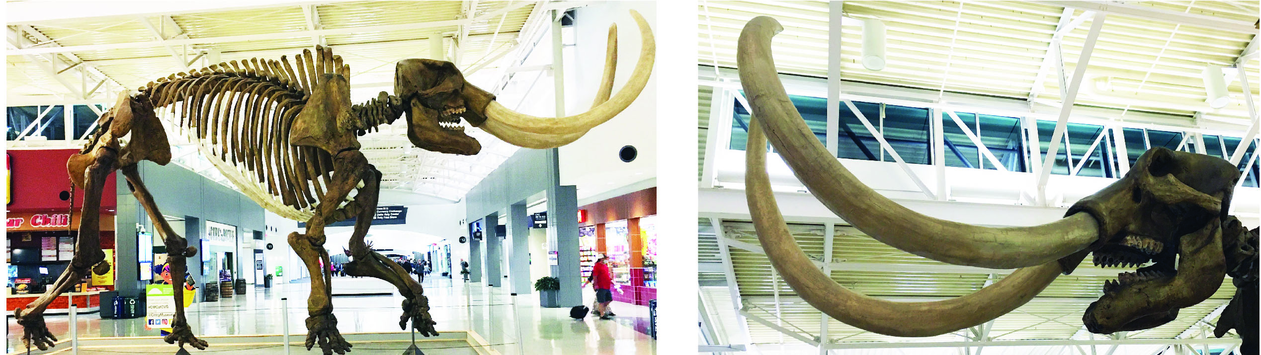 Replica of mastodon skeleton on display in the Delta wing at the Cincinnati and northern Kentucky international airport from the Cincinnati Museum Center.